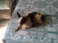 Teddy