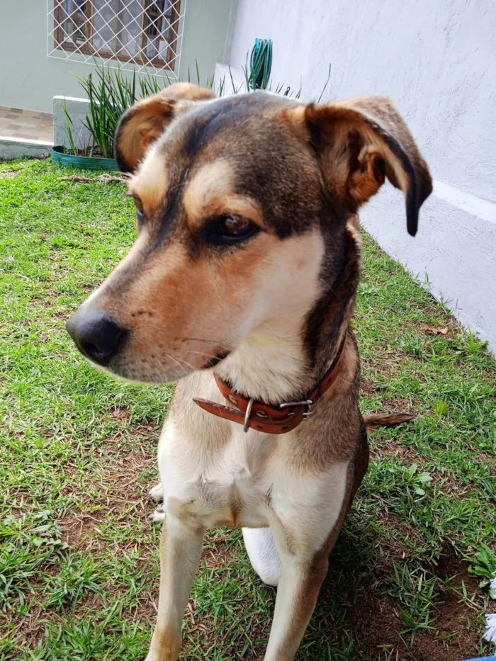 Cachorro raça Mestiço idade 3 anos nome Mel