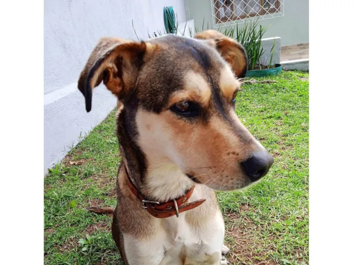 Cachorro raça Mestiço idade 3 anos nome Mel