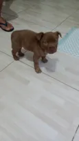 Dino
