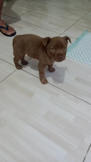 Cachorro raça SRD idade 2 a 6 meses nome Dino