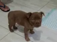 Dino