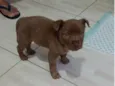 Dino