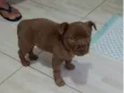 Dino