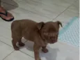 Dino