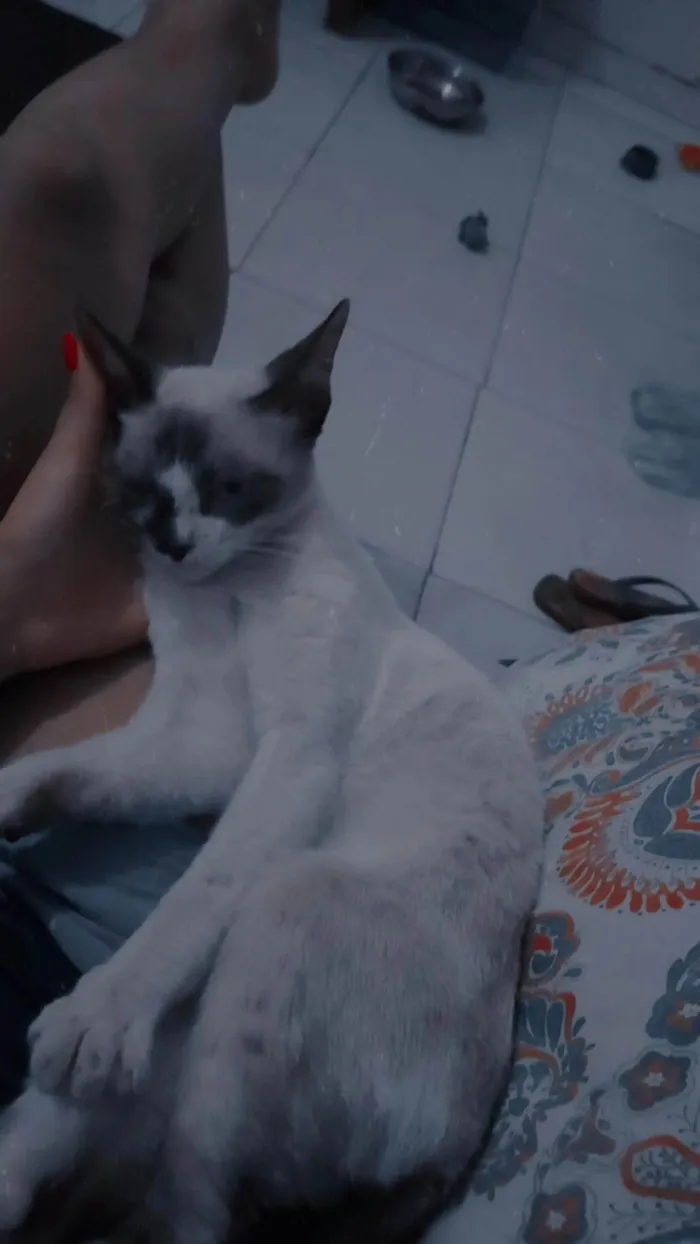 Gato ra a SRD-ViraLata idade 7 a 11 meses nome S/N