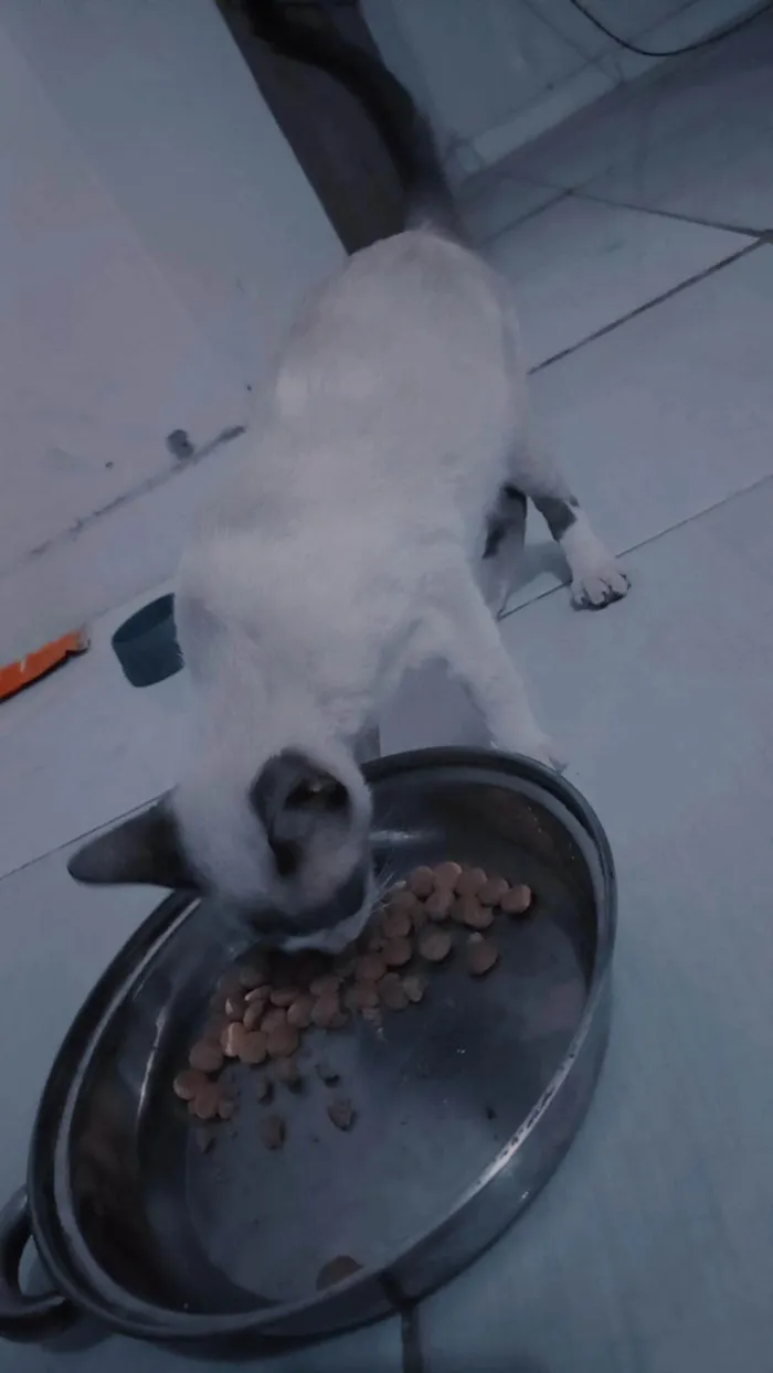Gato ra a SRD-ViraLata idade 7 a 11 meses nome S/N