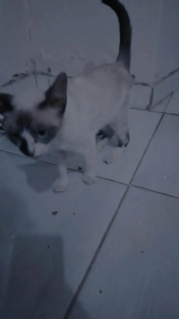 Gato ra a SRD-ViraLata idade 7 a 11 meses nome S/N