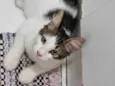 Peludinho
