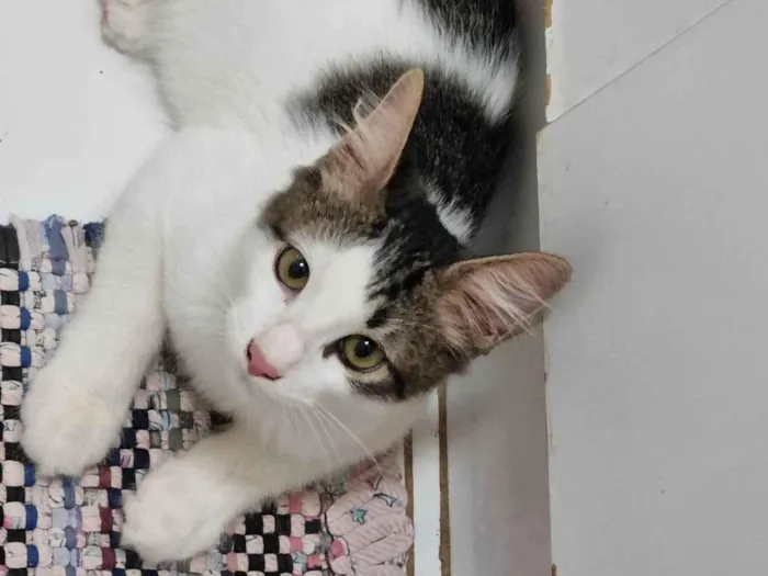 Gato ra a SRD-ViraLata idade 2 a 6 meses nome Peludinho