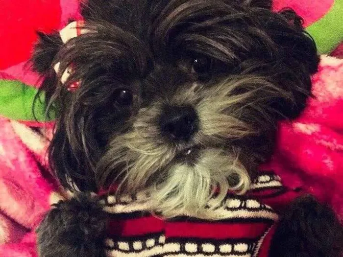Cachorro ra a Shih Tzu idade 6 ou mais anos nome Lili