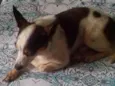 Teddy