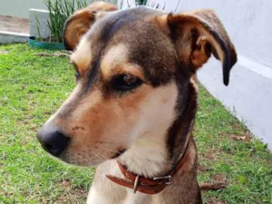 Cachorro raça Mestiço idade 3 anos nome Mel