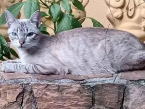 Gato raça SRD idade 7 a 11 meses nome Helô 