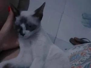 Gato raça SRD-ViraLata idade 7 a 11 meses nome S/N