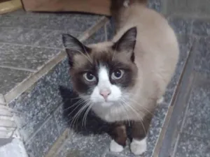 Gato raça SRD idade 2 a 6 meses nome Glauco 
