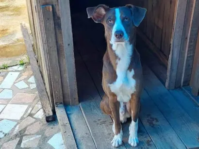Cachorro raça SRD-ViraLata idade 2 anos nome Bethoven