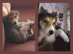 Cachorro raça SRD-ViraLata idade 2 a 6 meses nome ZEUS