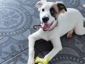 Cachorro raça SRD-ViraLata idade 2 a 6 meses nome Lucky 