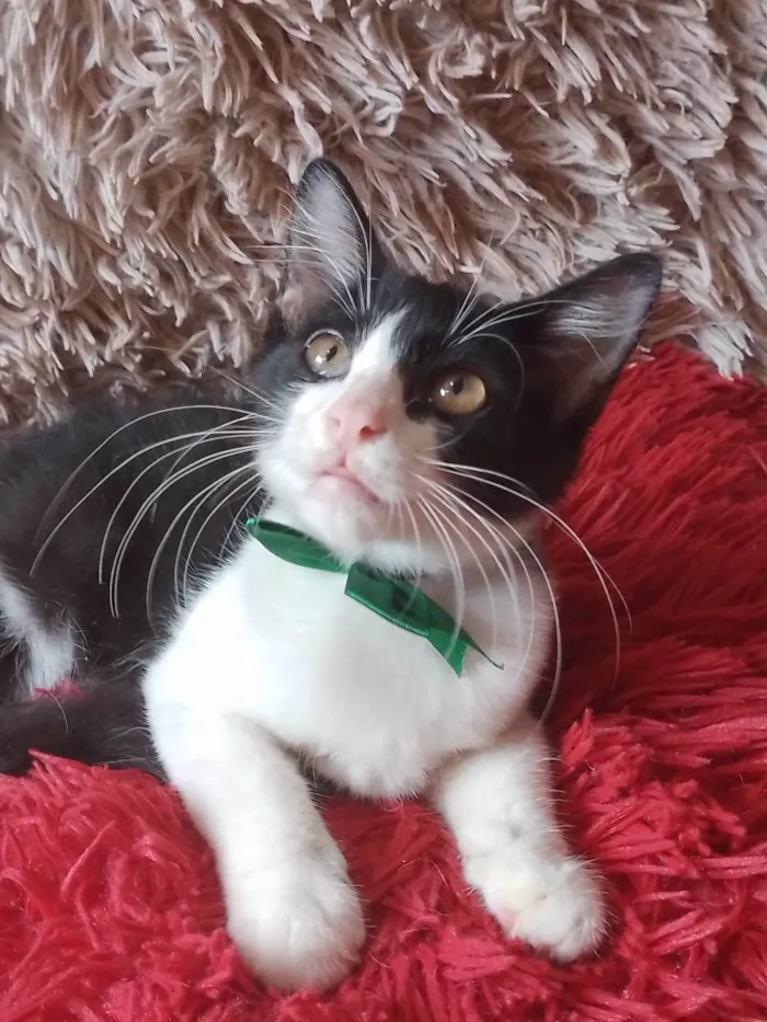 Gato ra a  idade 2 a 6 meses nome Príncipe. 