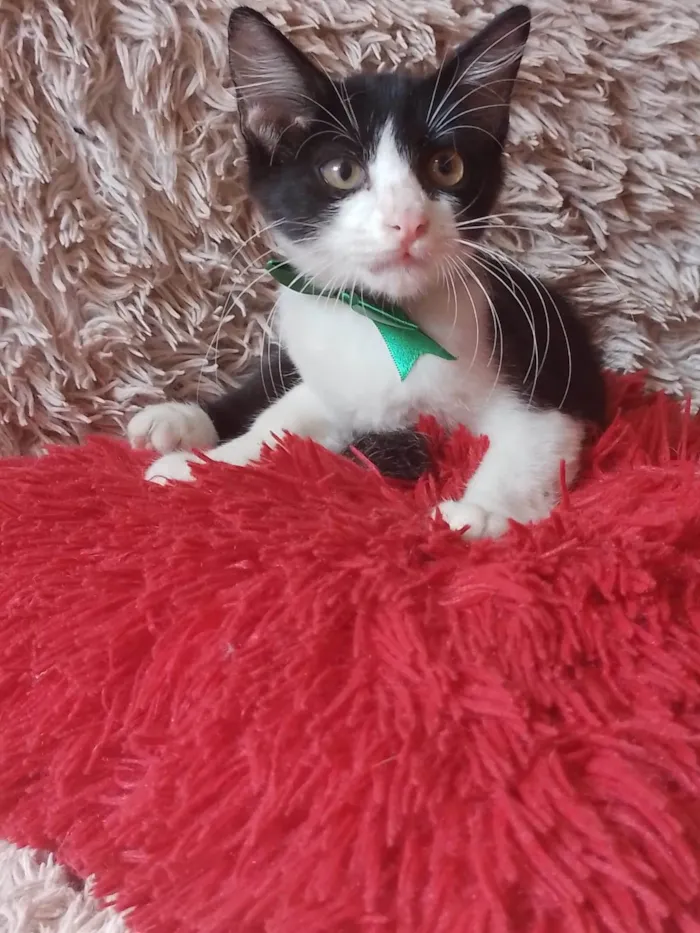 Gato ra a  idade 2 a 6 meses nome Príncipe. 