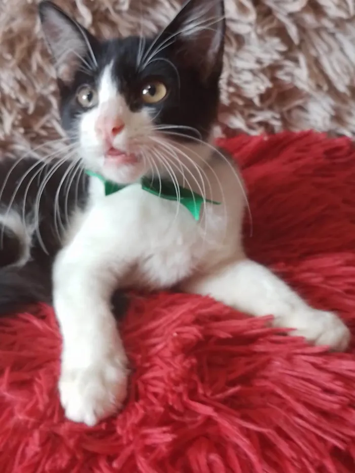 Gato ra a  idade 2 a 6 meses nome Príncipe. 