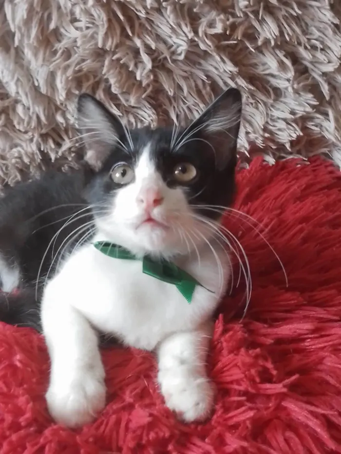 Gato ra a  idade 2 a 6 meses nome Príncipe. 