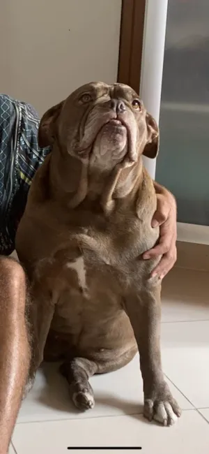 Cachorro raça Bulldog campeiro  idade 6 ou mais anos nome Zoy