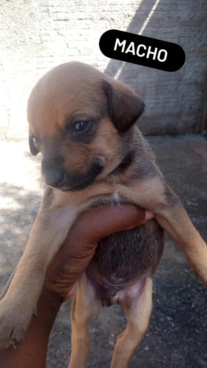 Cachorro ra a  idade Abaixo de 2 meses nome Sem nome 