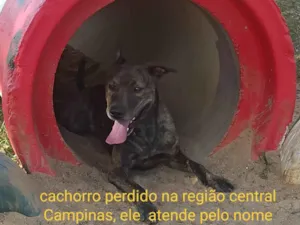 Cachorro raça Vira lata idade 2 anos nome Thor