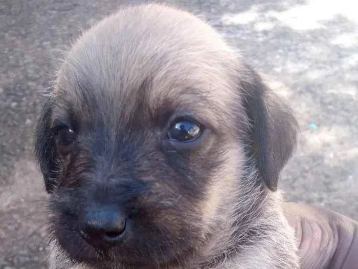 Cachorro ra a  idade Abaixo de 2 meses nome Sem nome 