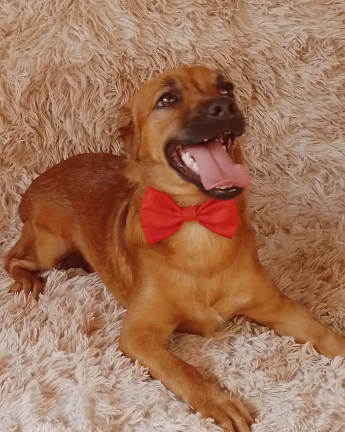 Cachorro ra a Sem raça definida.  idade 2 a 6 meses nome Chocolate 