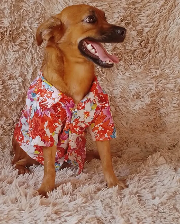 Cachorro ra a Sem raça definida.  idade 2 a 6 meses nome Chocolate 