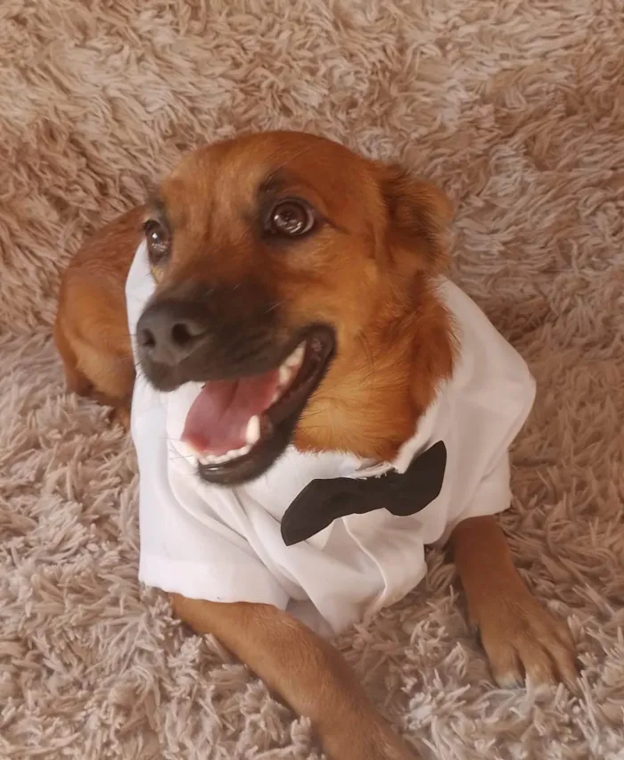 Cachorro ra a Sem raça definida.  idade 2 a 6 meses nome Chocolate 