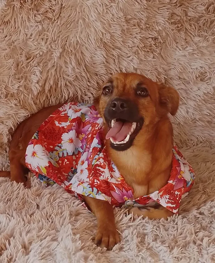 Cachorro ra a Sem raça definida.  idade 2 a 6 meses nome Chocolate 