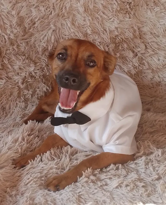 Cachorro ra a Sem raça definida.  idade 2 a 6 meses nome Chocolate 