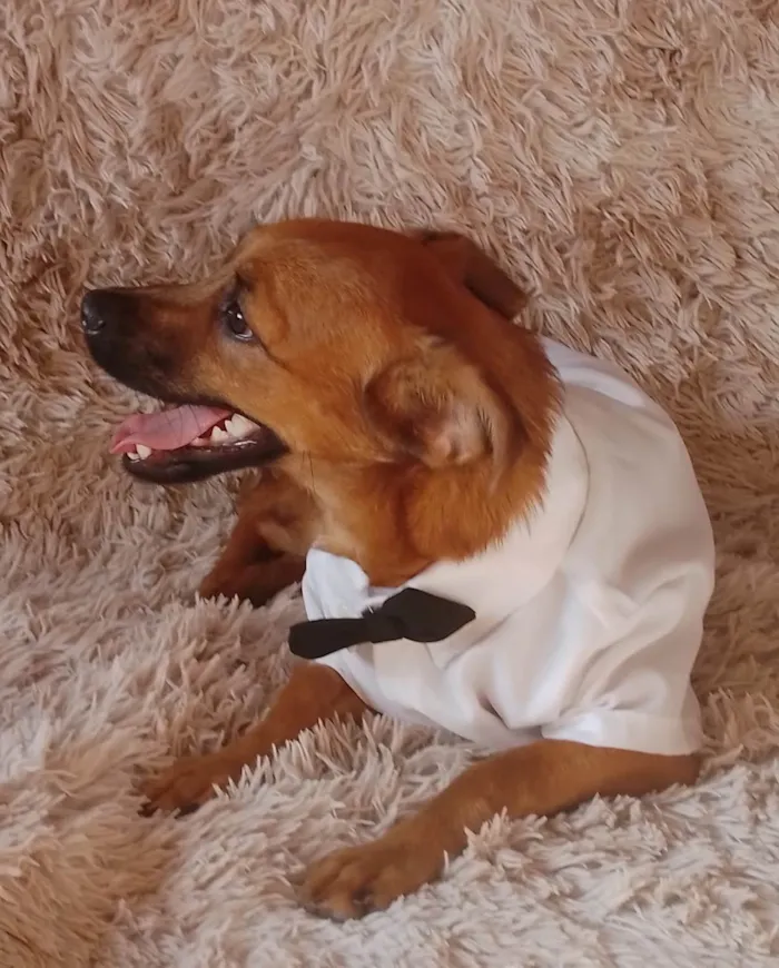 Cachorro ra a Sem raça definida.  idade 2 a 6 meses nome Chocolate 