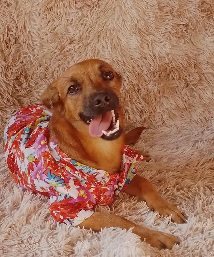Cachorro ra a Sem raça definida.  idade 2 a 6 meses nome Chocolate 