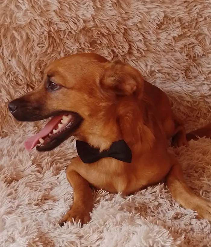 Cachorro ra a Sem raça definida.  idade 2 a 6 meses nome Chocolate 