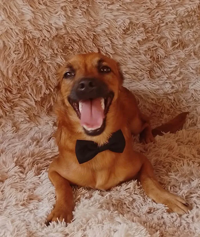 Cachorro ra a Sem raça definida.  idade 2 a 6 meses nome Chocolate 