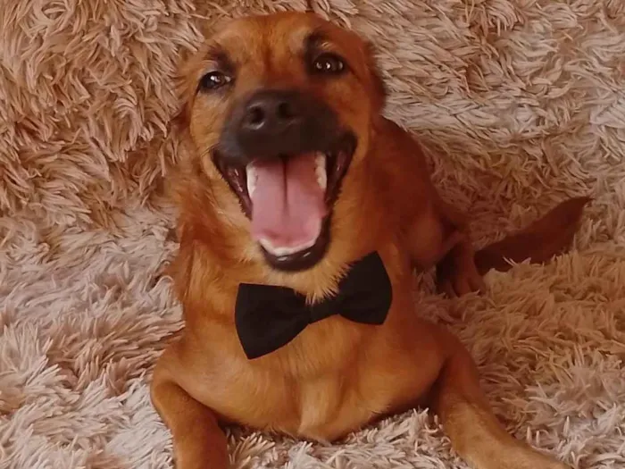 Cachorro ra a Sem raça definida.  idade 2 a 6 meses nome Chocolate 