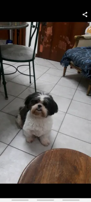 Cachorro raça Shitzu idade 4 anos nome Apelido Nina