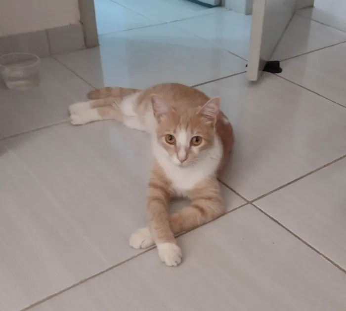 Gato ra a SRD-ViraLata idade 2 anos nome Nino