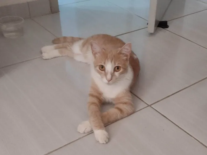 Gato ra a SRD-ViraLata idade 2 anos nome Nino