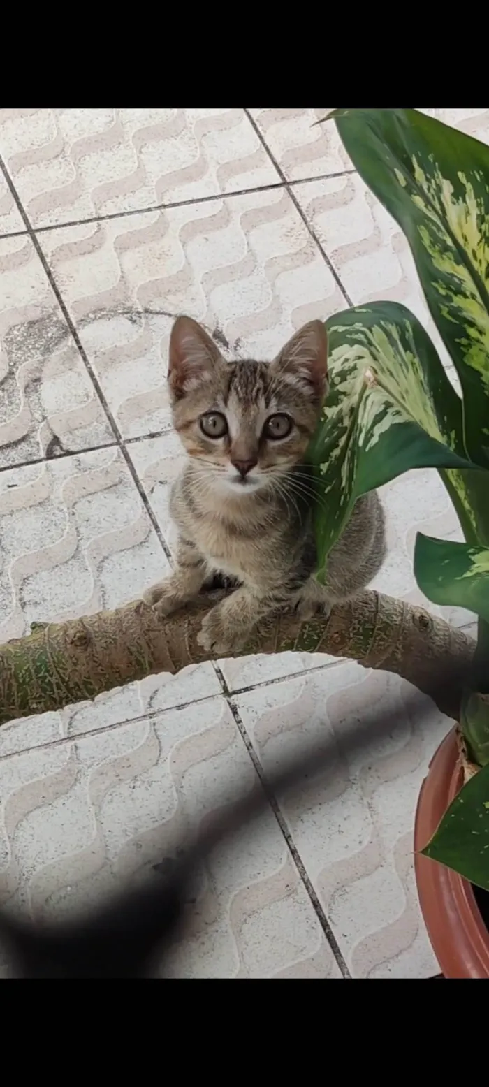 Gato raça SRD-ViraLata idade 2 a 6 meses nome Pixoto