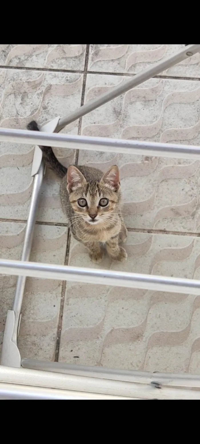 Gato raça SRD-ViraLata idade 2 a 6 meses nome Pixoto
