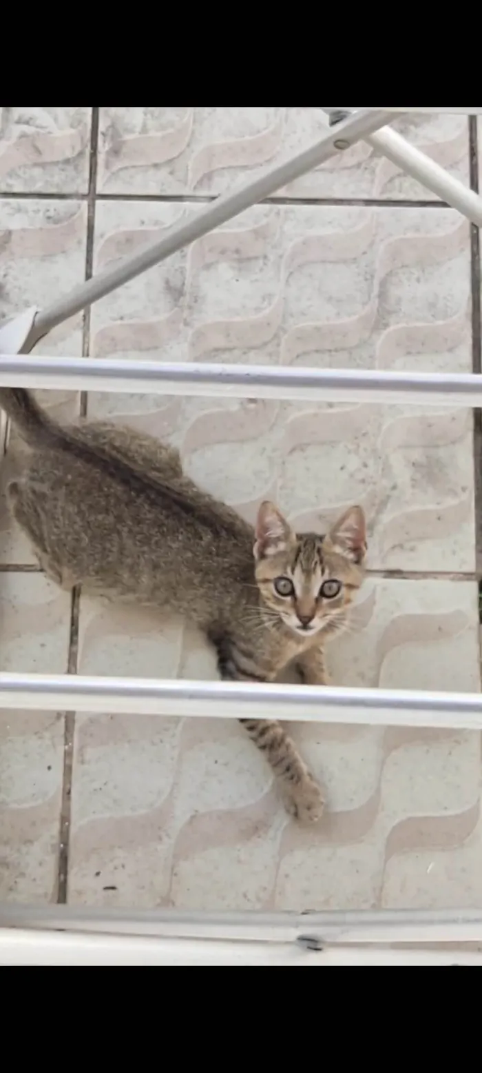 Gato raça SRD-ViraLata idade 2 a 6 meses nome Pixoto