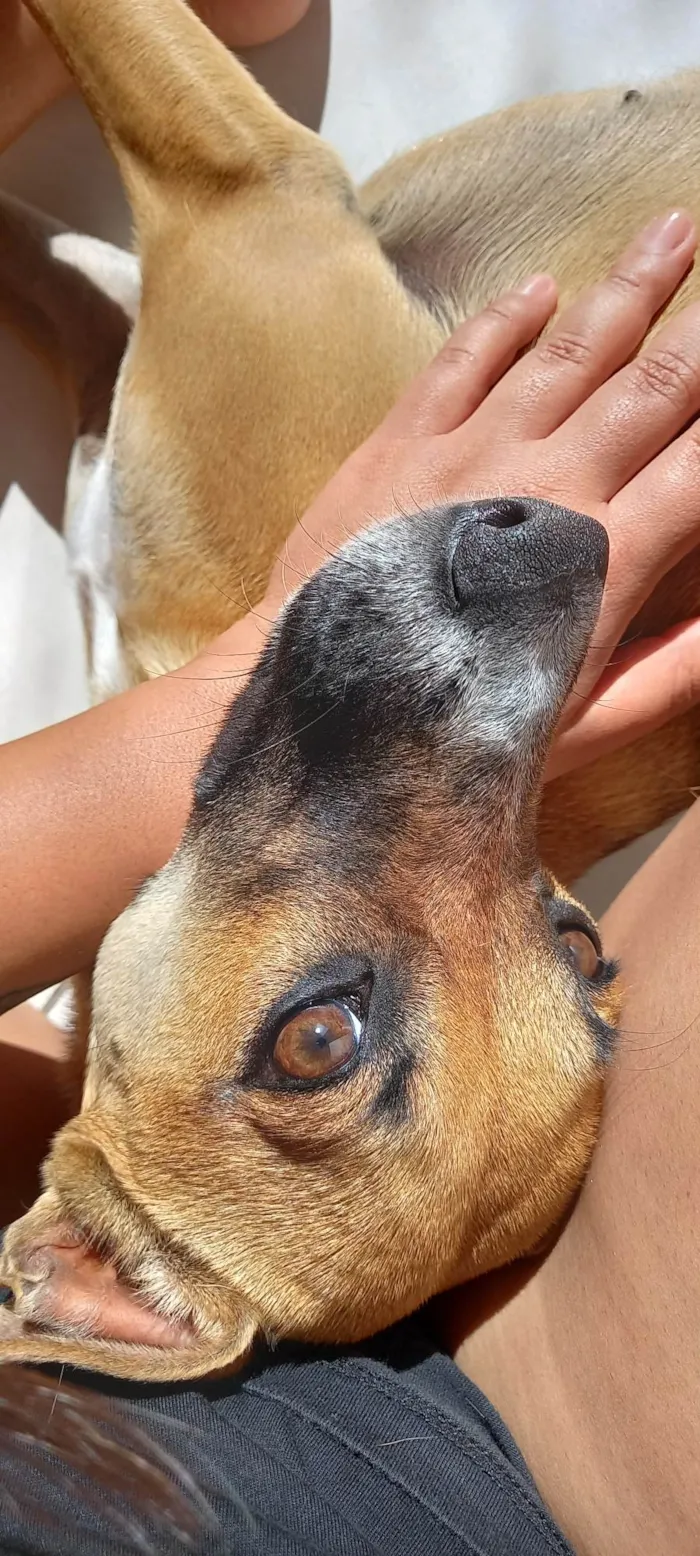 Cachorro ra a SRD-ViraLata idade 1 ano nome Anastácia 