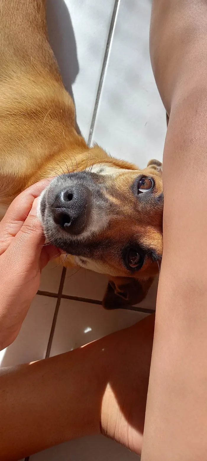 Cachorro ra a SRD-ViraLata idade 1 ano nome Anastácia 