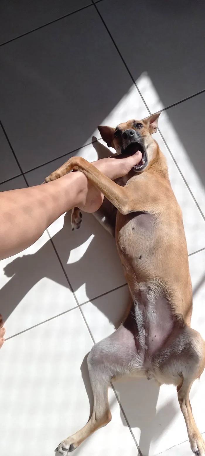 Cachorro ra a SRD-ViraLata idade 1 ano nome Anastácia 